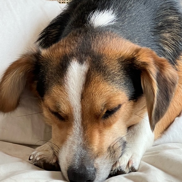 Meet your Posher, Blakely - Picture 1 of 1